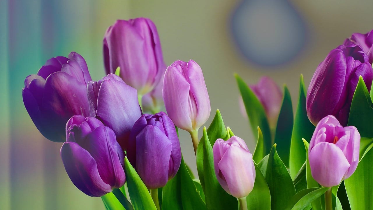 Ý Nghĩa Của Hoa Tulip Tím – Biểu Tượng Của Sự Sang Trọng, Thủy Chung Và Tình Yêu Vĩnh Cửu 1 hoa tulip tím