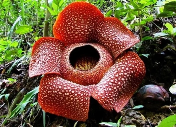 hoa corpse lily